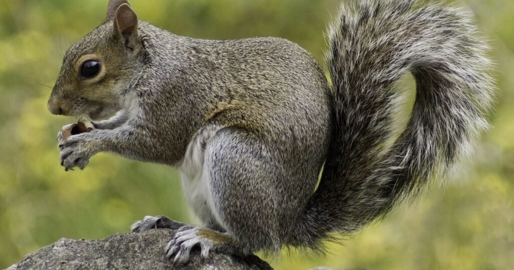 Squirrel animals with tails
