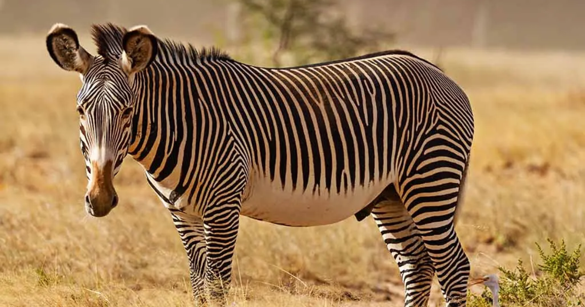 Striped Animals