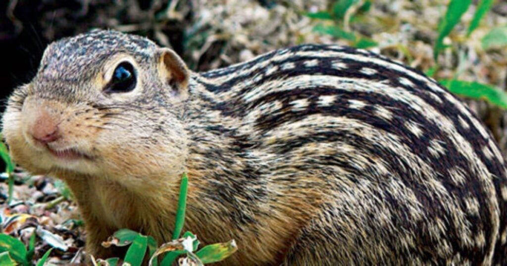 Striped chipmunk animals with stripes