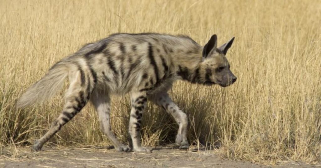 Striped hyena 5 animals with stripes