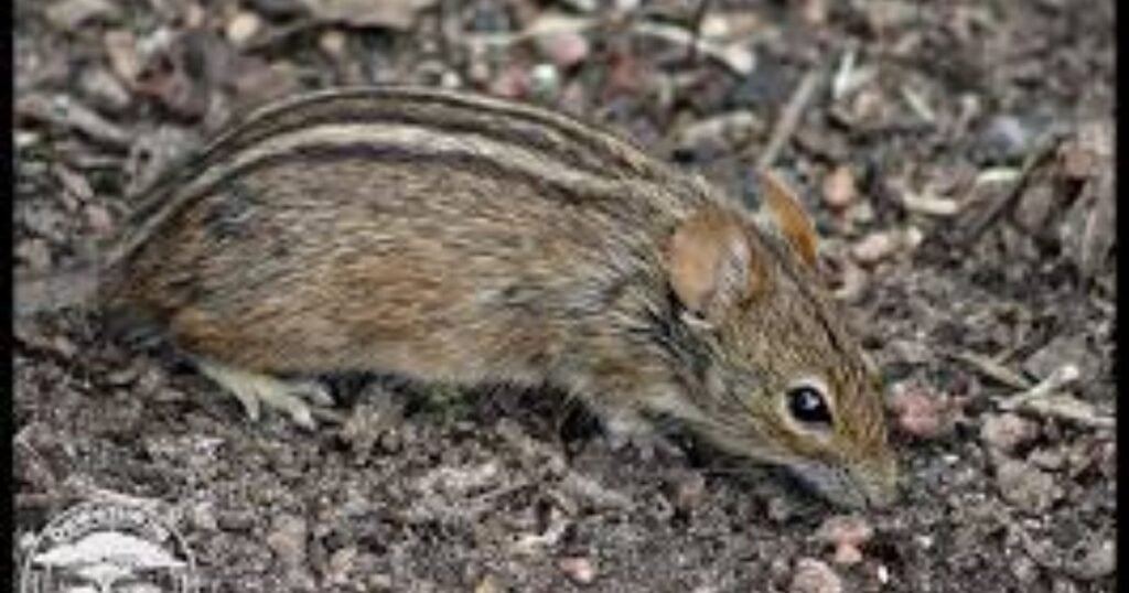 Striped mouse animals with stripes