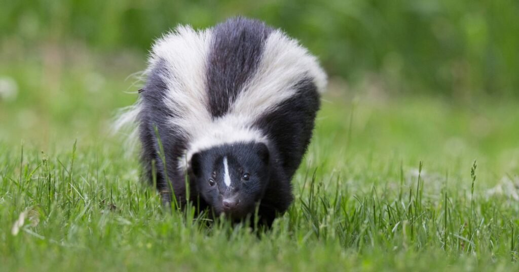 Striped skunk animals with stripes
