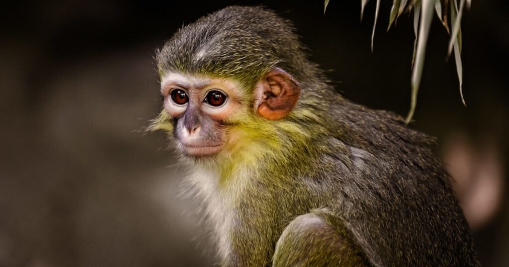 Talapoin Monkey Small Monkey