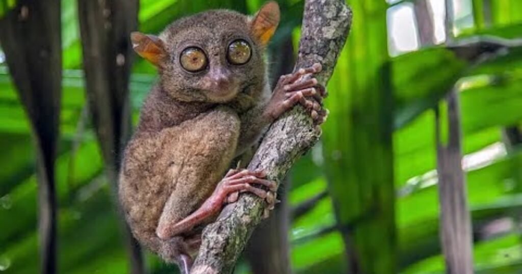 Tarsiers Small Monkey