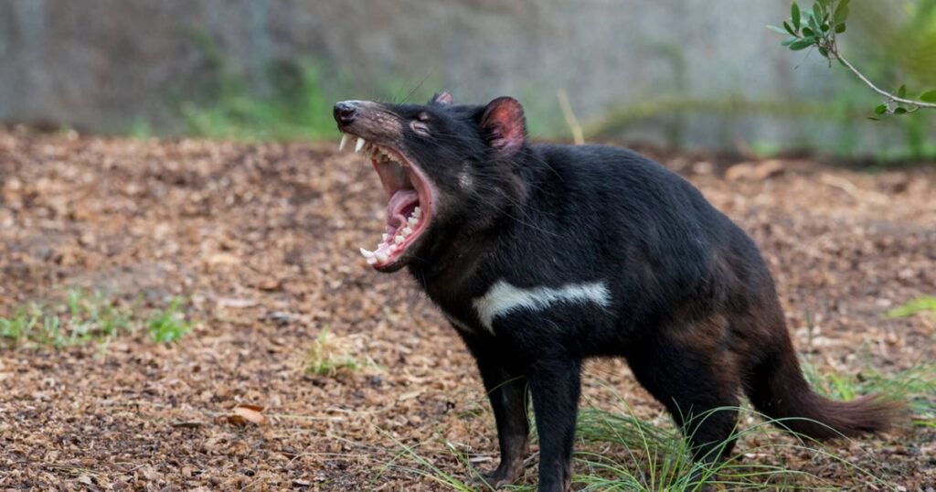 Tasmanian Devils animals that eat a lot,