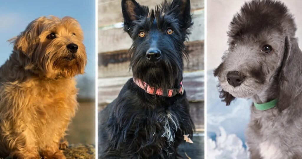 Terrier Dogs stubborn animals