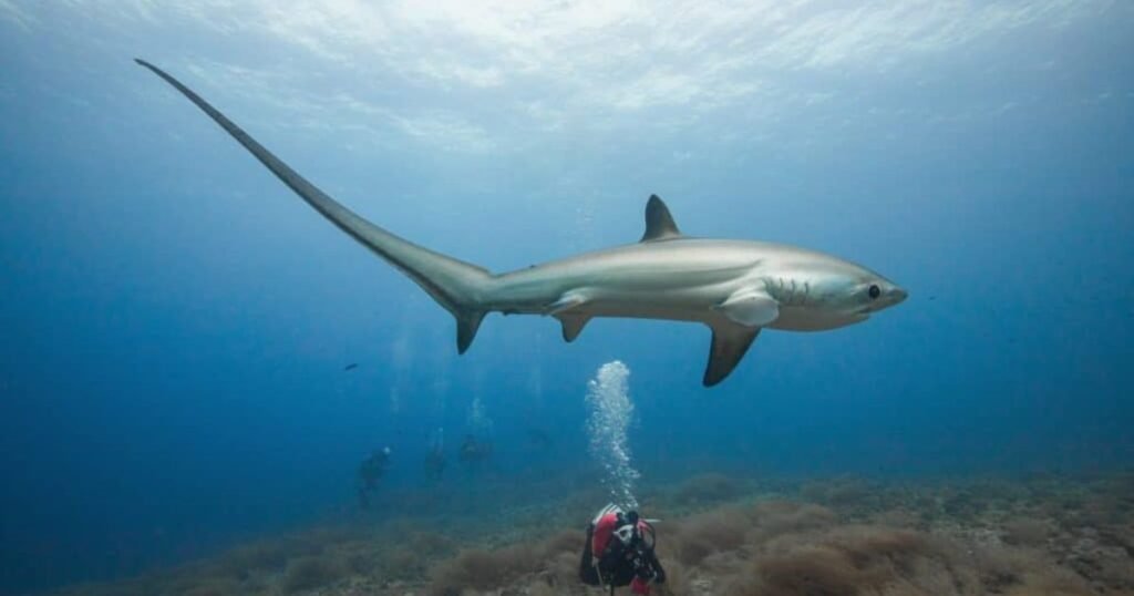 Thresher Shark which land animal has the longest tail