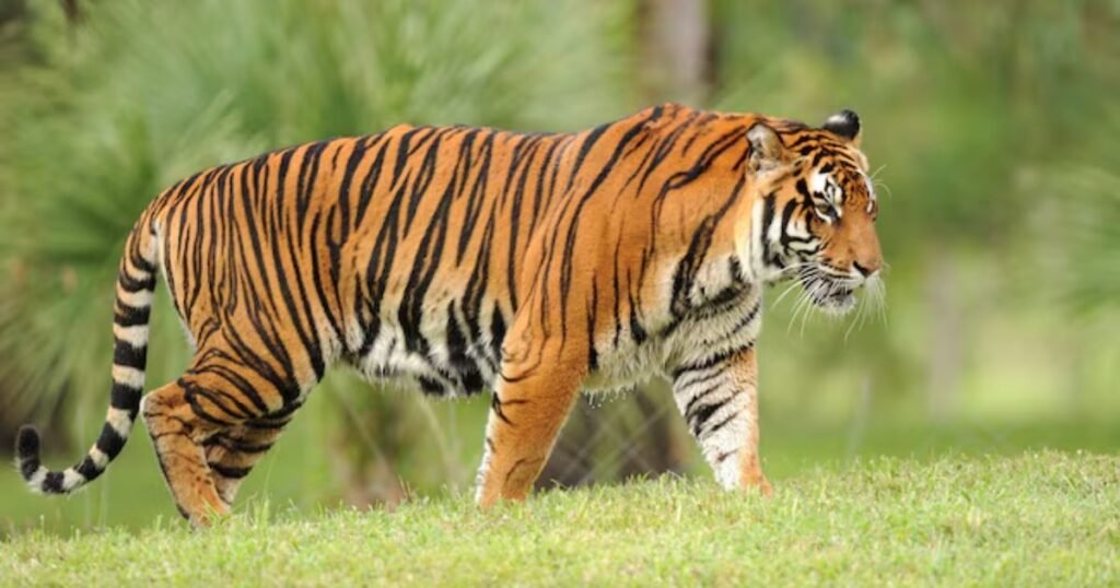 Tiger striped animals