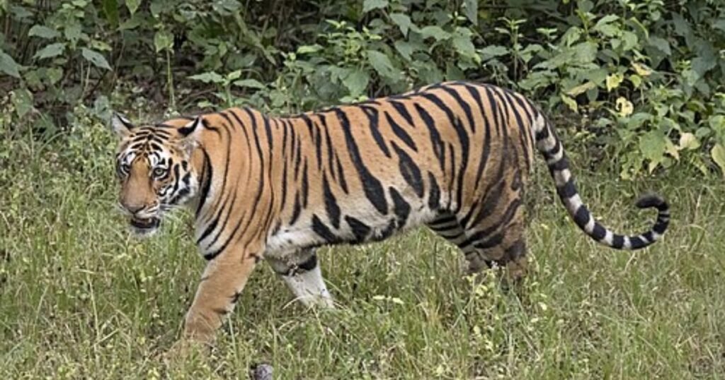 Tigers animals that eat a lot,