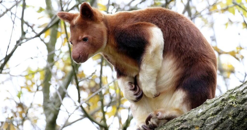 Tree Kangaroo animals with big tails