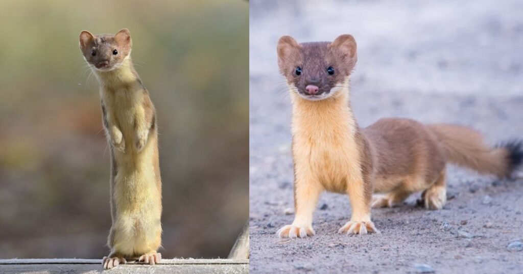 Weasels same like Fox