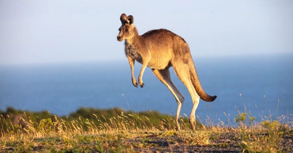 What makes kangaroos smart animals