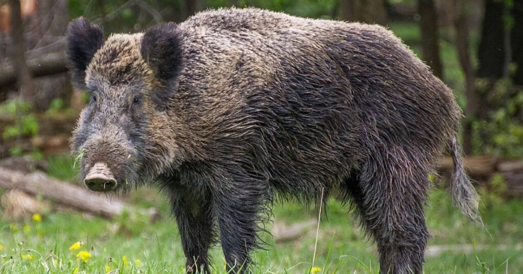 Wild Boar greediest animals