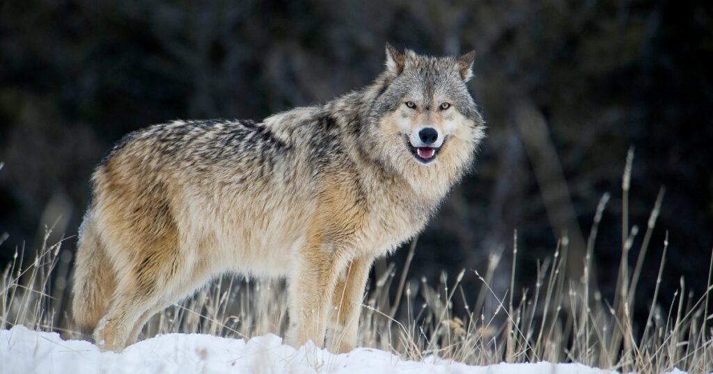 Wolf growl sound animal