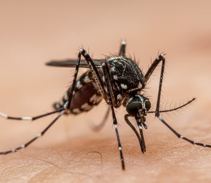 Yellow Fever Mosquitoes