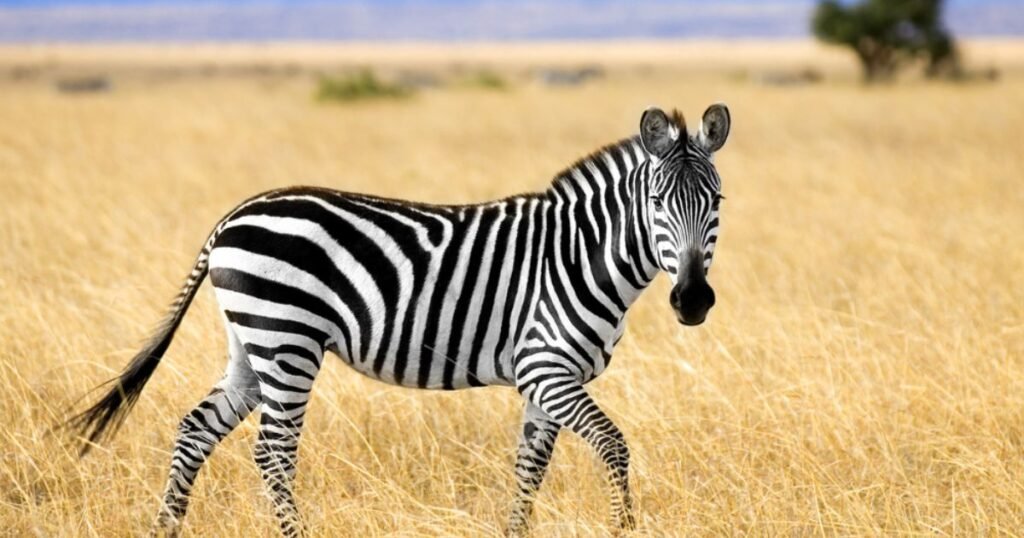 Zebra animals with stripes