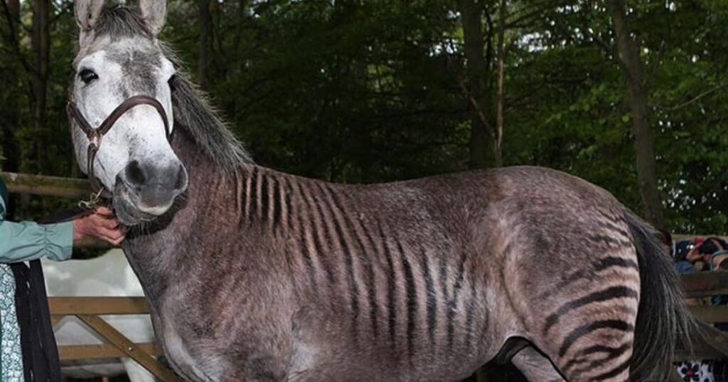 Zorse african mammal with striped legs