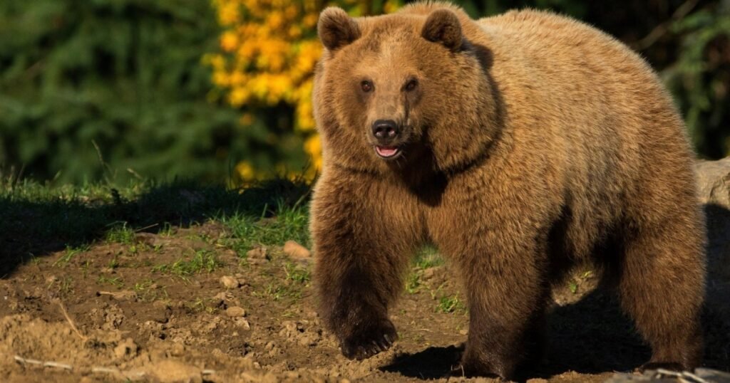 what animal eats the most Brown Bears