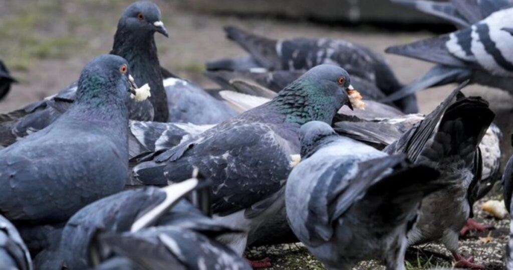 what animal eats the most Pigeons