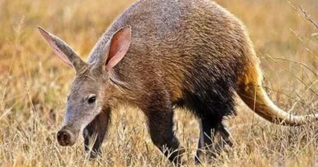 Aardvark animals with big noses