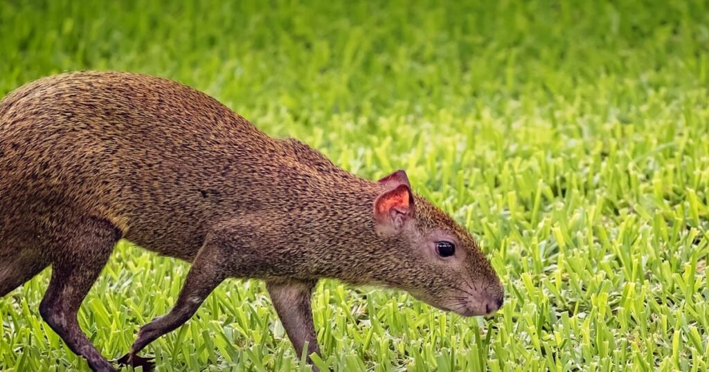 Agouti big rat looking animal