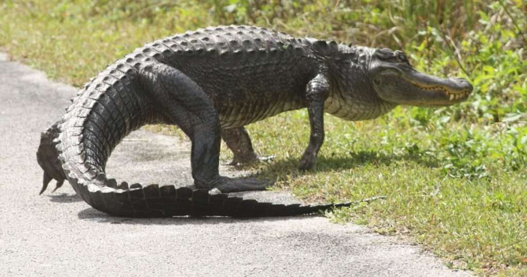 American Alligator scales animals