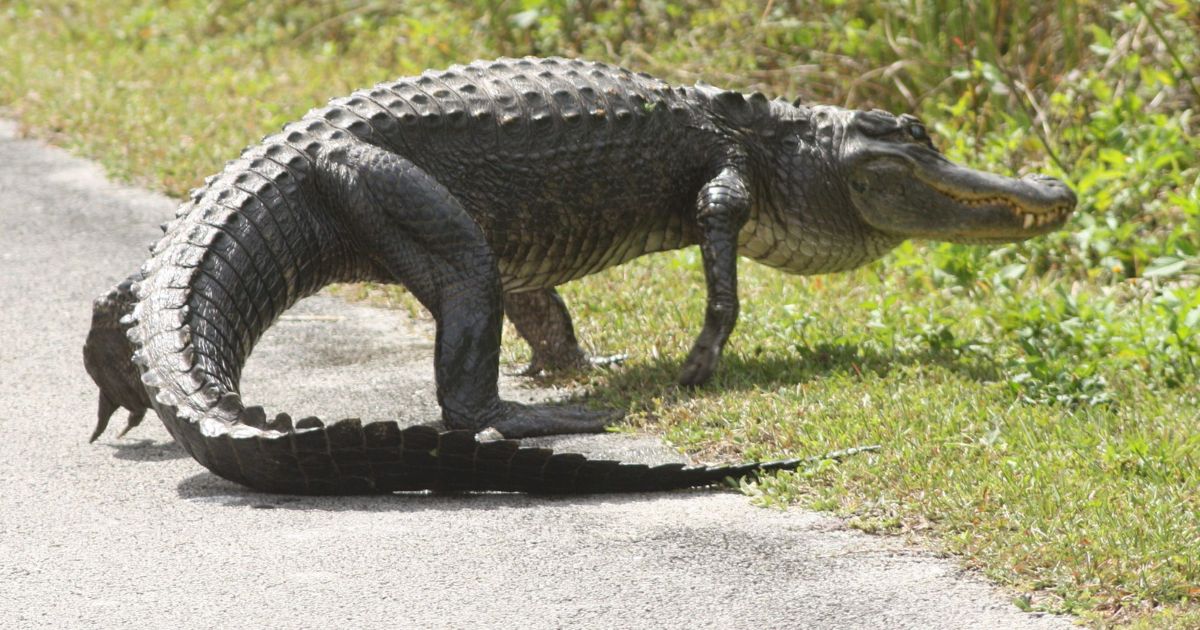 Scales In Animals Top 17 Animals With Scales in World: Names, Facts & Pictures