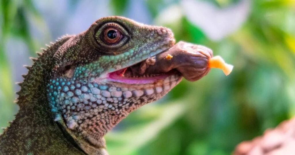 Amphibians( Non Mammals)