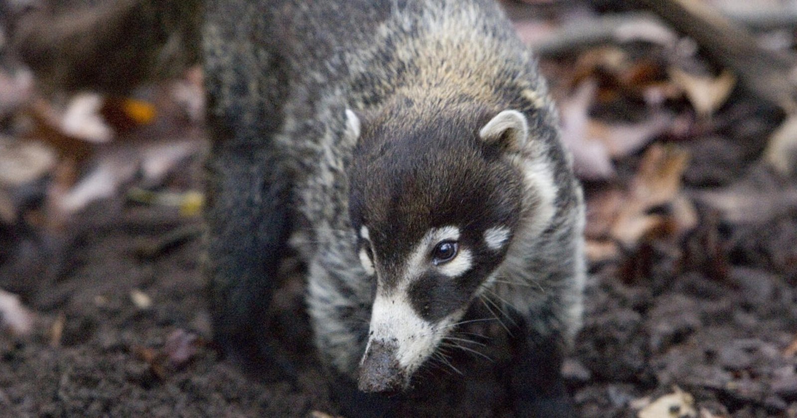 Animals Similar to Raccoons