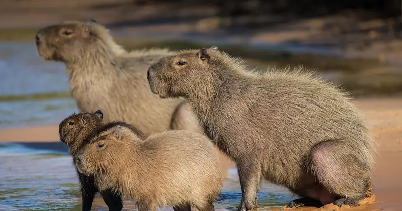 Animals That Look Like Capybara