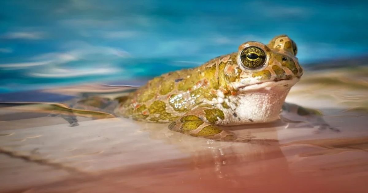 Animals With Lowest IQ
