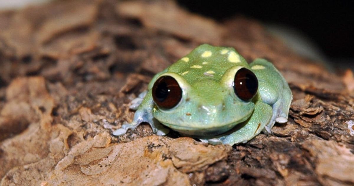Animals with Big Eyes