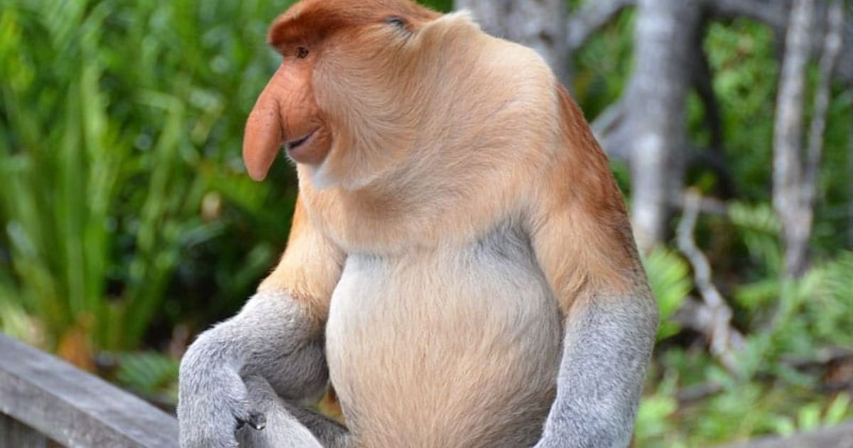 Animals with Big Noses