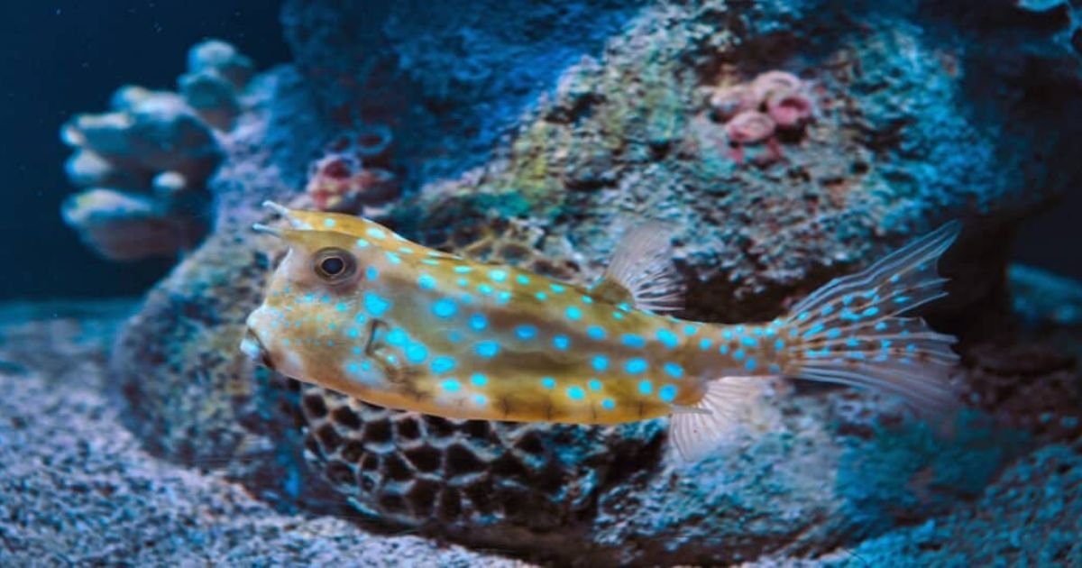 Animals with Shells