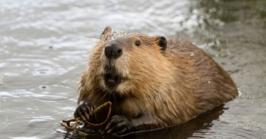 Beavers capybara like animals