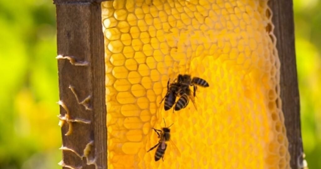 Bees Honey Eating Animals