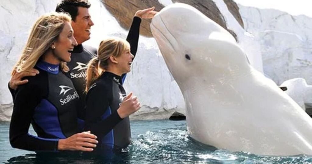 Beluga Whale animals with down syndrome