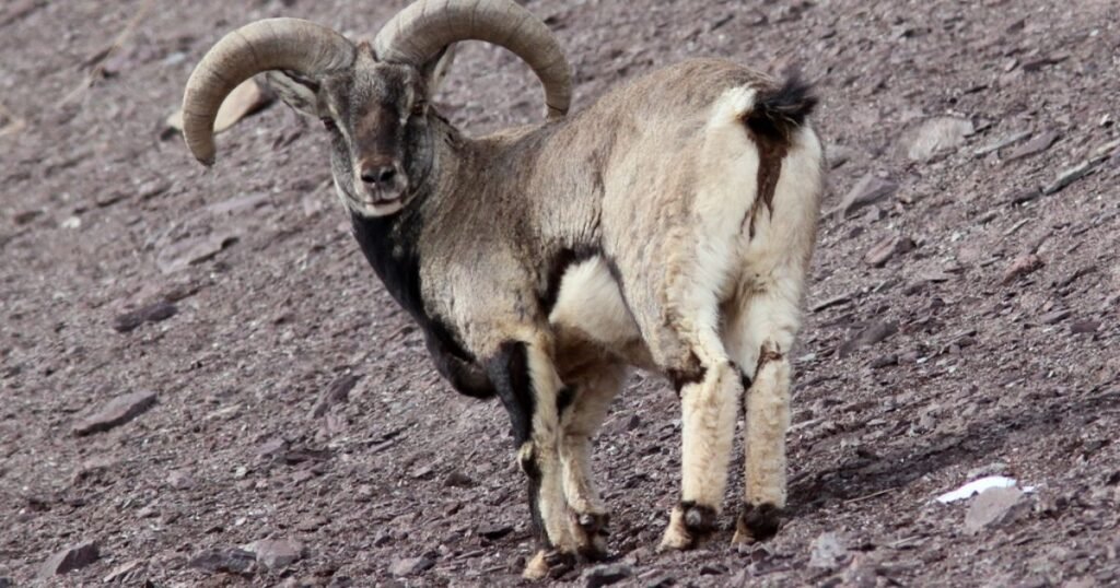 Bharal hopping animals name