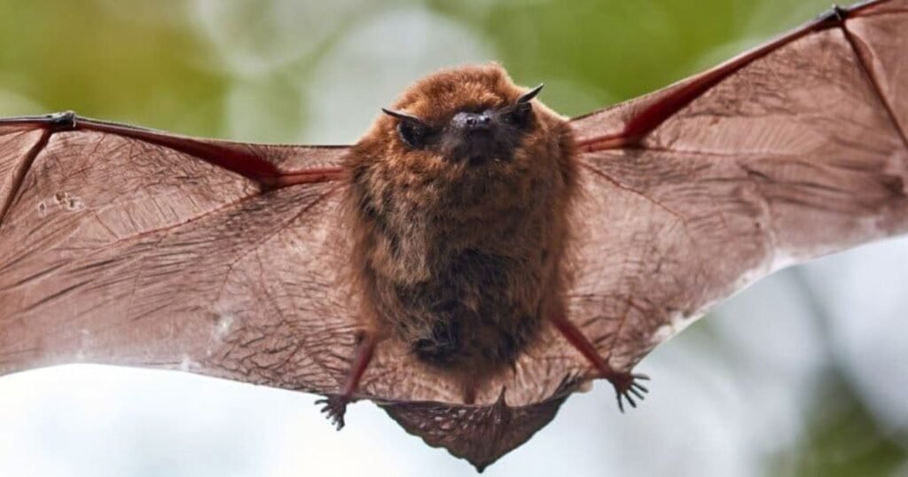 Brown bat what animals sleep the most