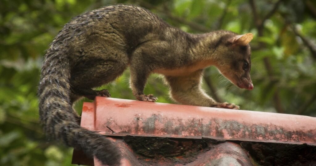Cacomistle animals like raccoons