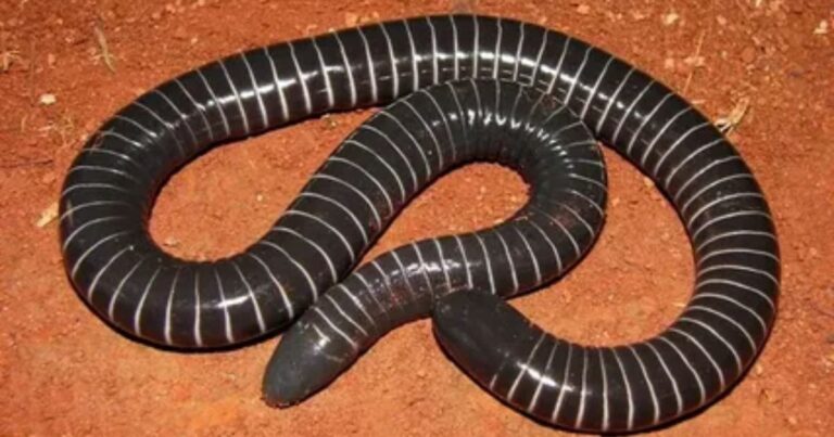 Scales In Animals Top 17 Animals With Scales in World: Names, Facts & Pictures