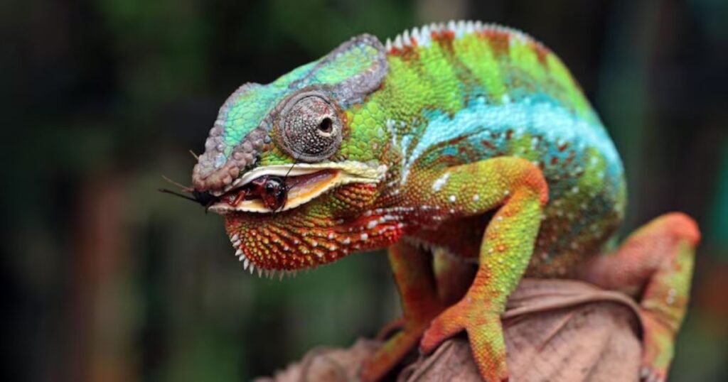 Chameleon big eyed animals