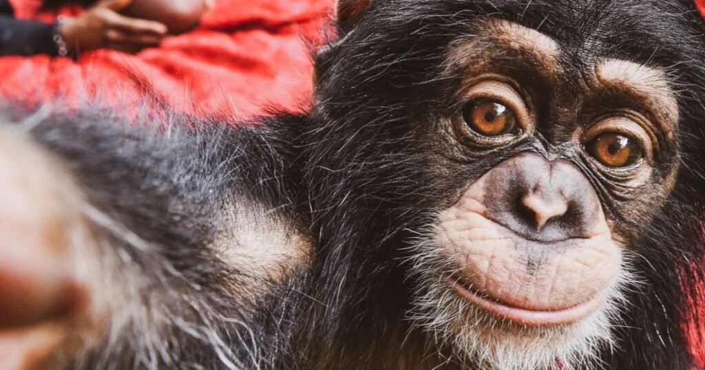 Chimpanzees Honey Eating Animals