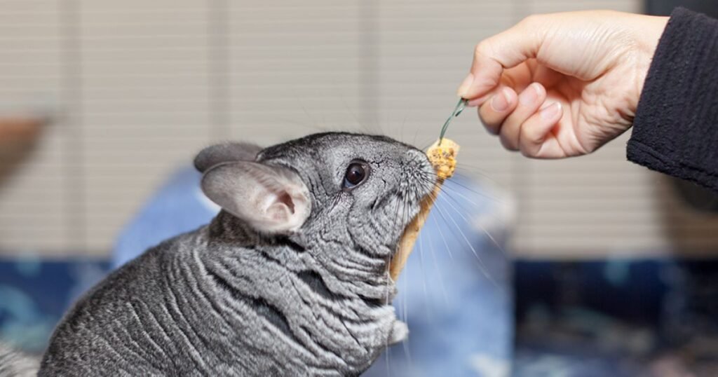 Chinchillas capybara similar animals