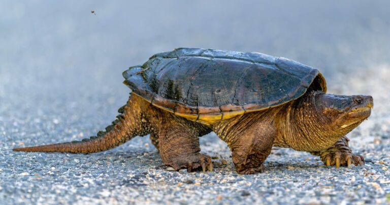 Pancy Shell Animal Top 12 Animals with Shells: Names, Facts, and Pictures 2026