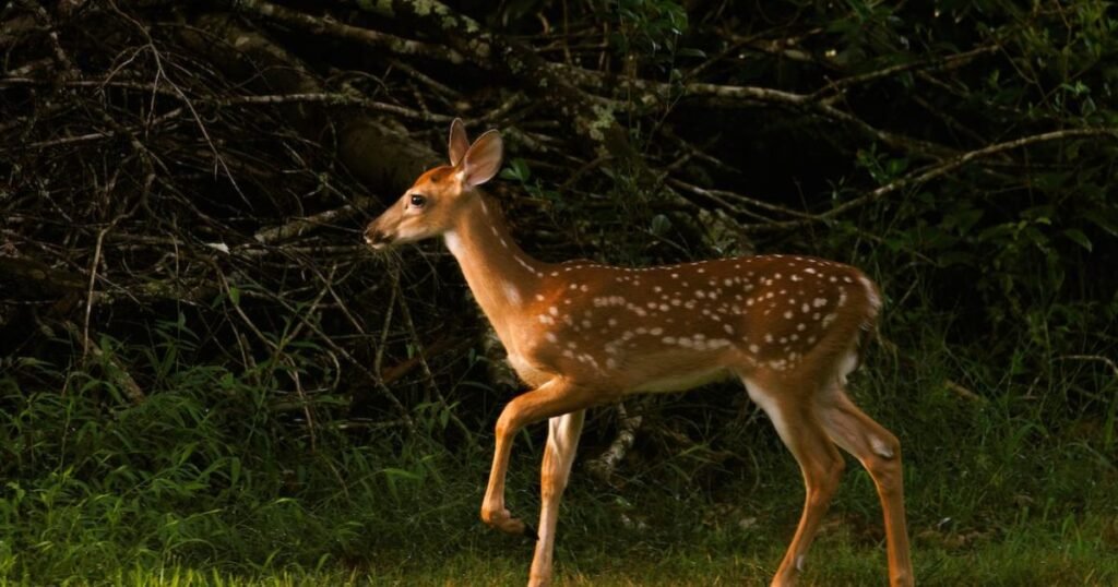 Deer Most Humble Animal
