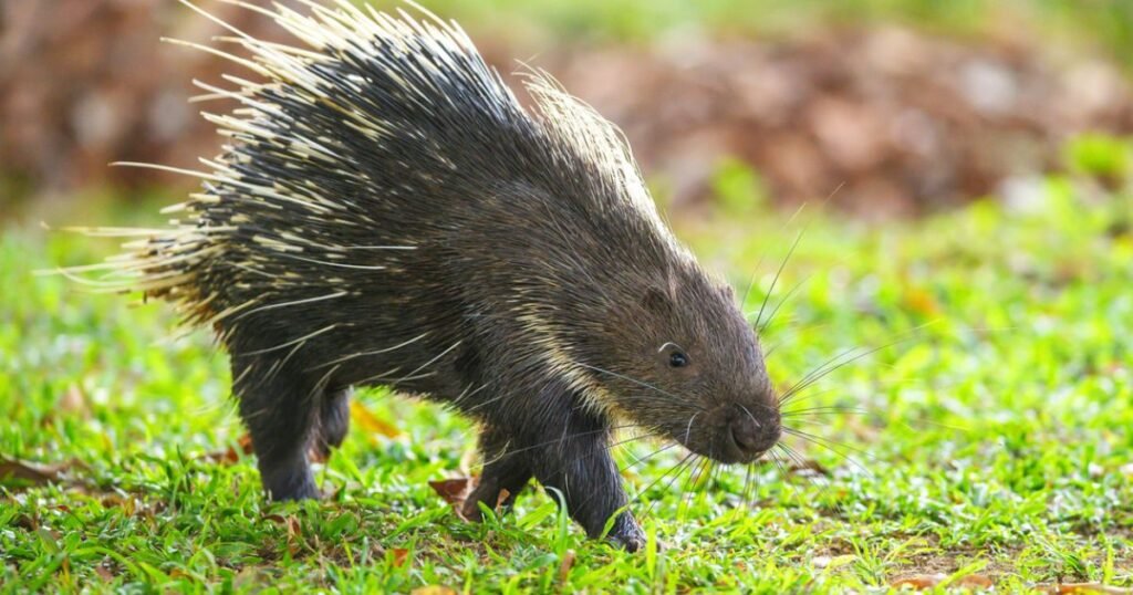 Diet of Porcupines in Georgia