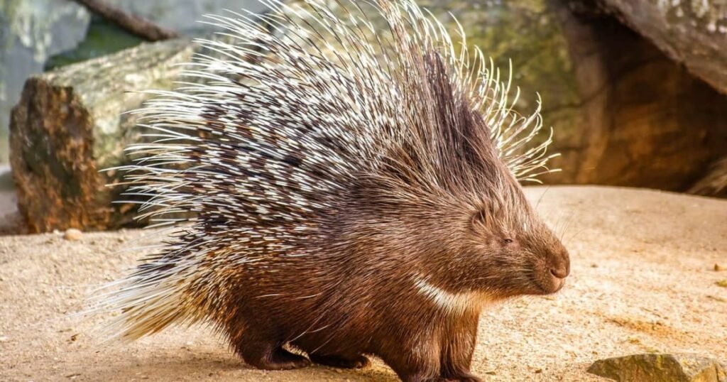 Do Porcupines live in Georgia