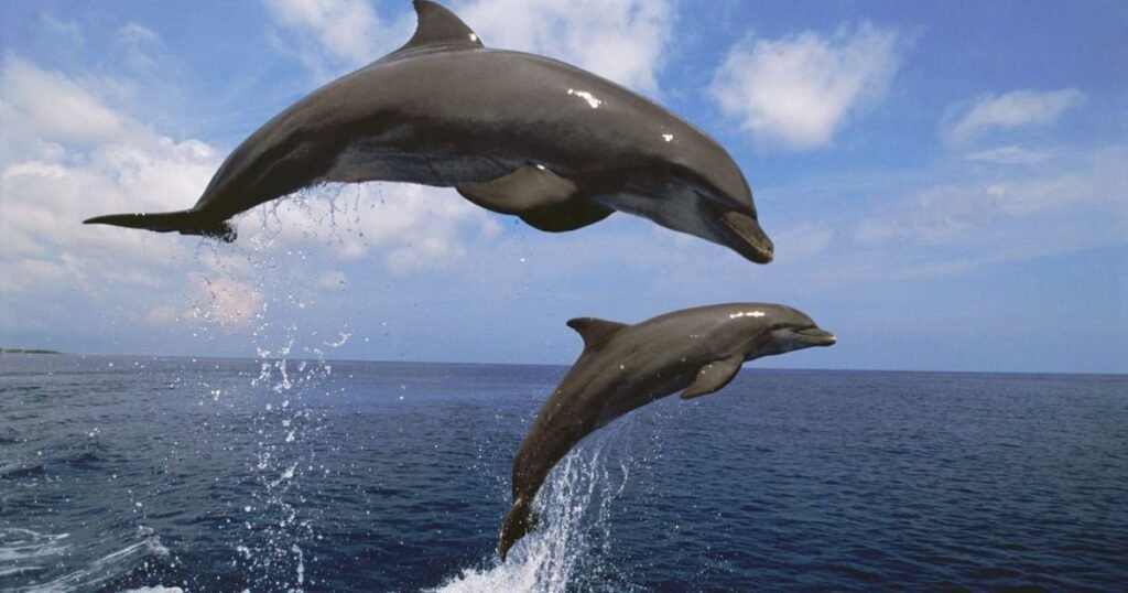 Dolphin Anxious Mammal
