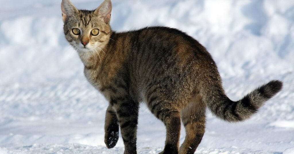 Domestic Cat animals that sleep the most